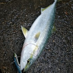 ハマチ釣れてます♪