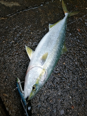 ハマチ釣れてます♪
