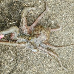 日中でも釣れます♪