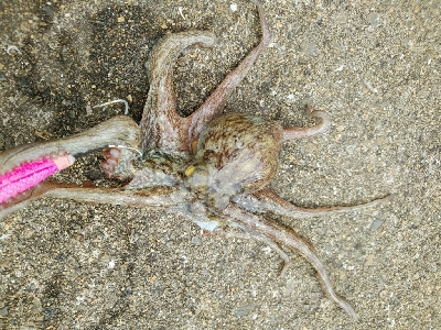 日中でも釣れます♪