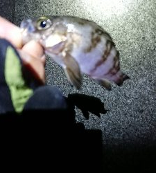 まだ、濁りあり。