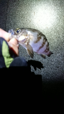 まだ、濁りあり。