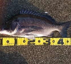 早朝からの釣行