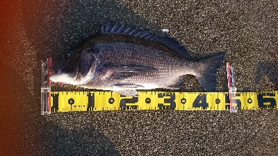 早朝からの釣行