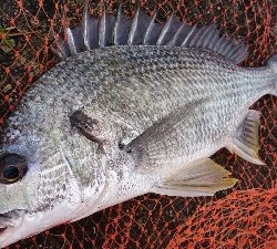 また チャイロマハタ