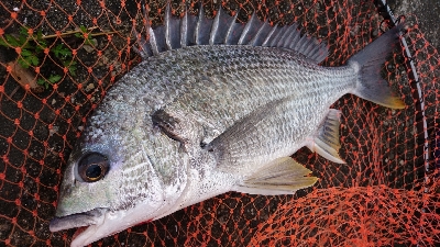 また チャイロマハタ