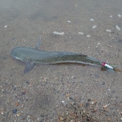 チニング→フラットフィッシュ