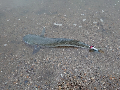 チニング→フラットフィッシュ