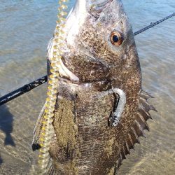 早朝シーバス狙い