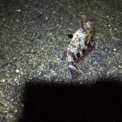 のんびり根魚釣り