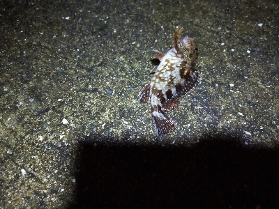 のんびり根魚釣り