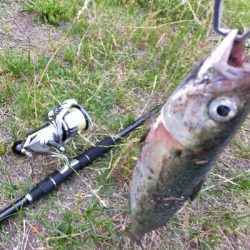 サバの回遊あり