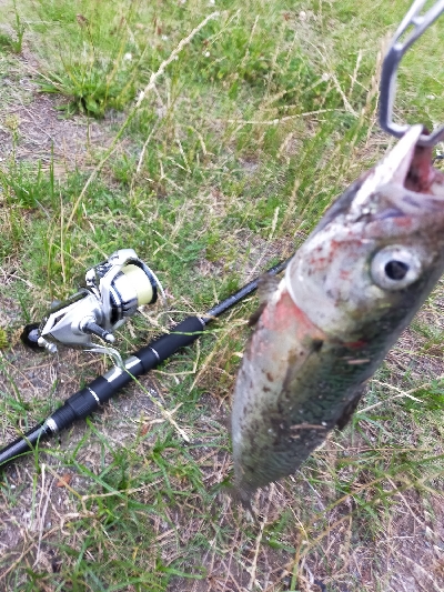 サバの回遊あり