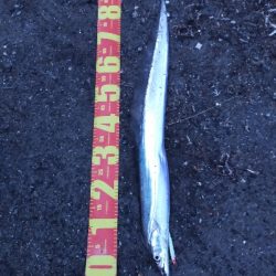 タチウオの時合い／夕マヅメ