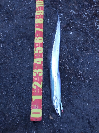 タチウオの時合い／夕マヅメ