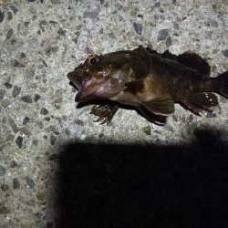 今年初　グレ調査