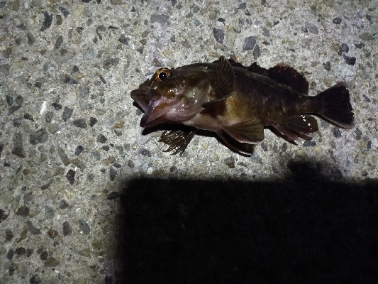 今年初　グレ調査