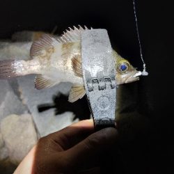 ロックフィッシュとアジング