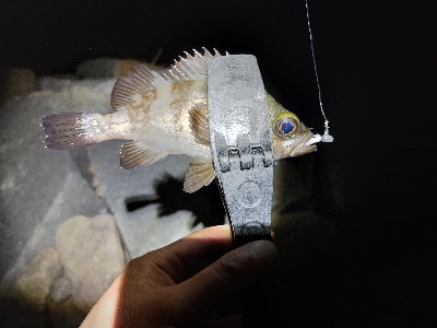 ロックフィッシュとアジング