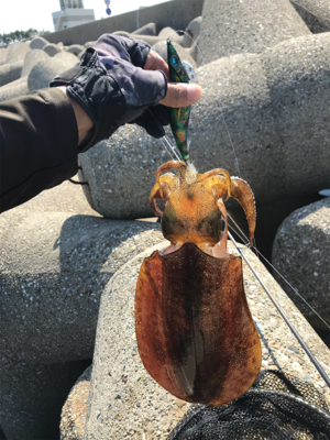 狙ってアオリイカ  GET＼(^o^)／