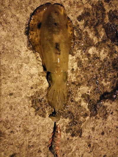 春終わりの夏エギング