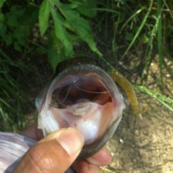 流れのヨレを狙って