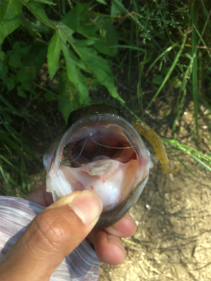 流れのヨレを狙って