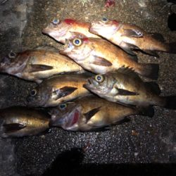 深夜ちょこっとメバリング