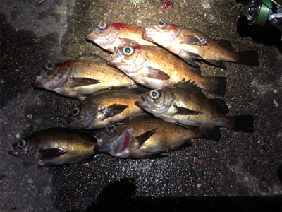 深夜ちょこっとメバリング