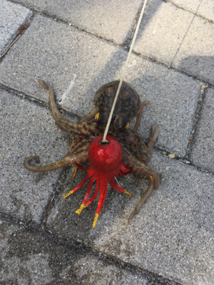 続・タコだけは裏切らない。。。小さいけど。…