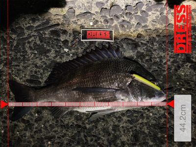 メモリアルフィッシュ