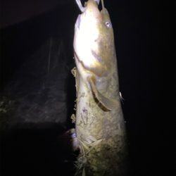 ナマズ、ライギョ