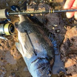 アジングロッドで良型チヌゲット!!