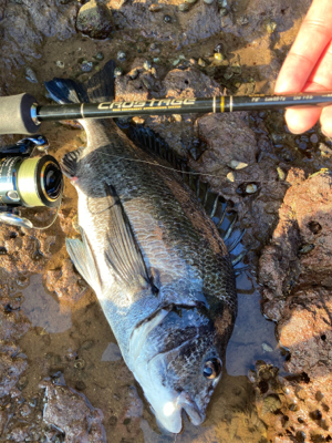 アジングロッドで良型チヌゲット！！