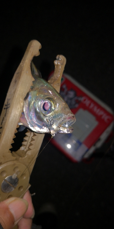 アジング練習　301　夜もサバだらけです