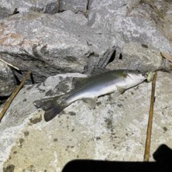 今日もチーバス