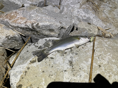 今日もチーバス