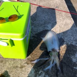 大阪南端でエギング第2弾