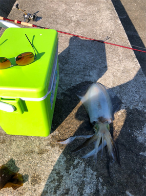 大阪南端でエギング第2弾