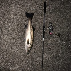 ナイトシーバス