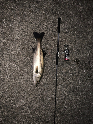 ナイトシーバス