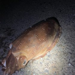 まさかのアオリイカ