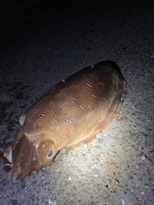 まさかのアオリイカ