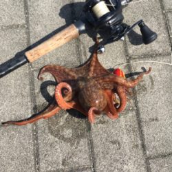 続々・タコはやっぱり裏切らない。。。