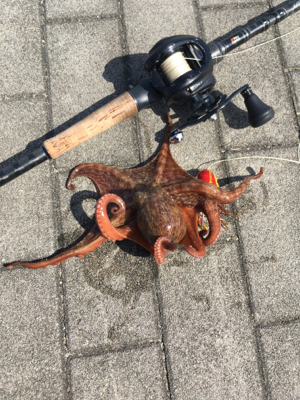 続々・タコはやっぱり裏切らない。。。