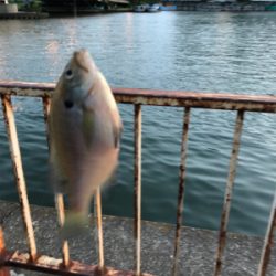 ウナギ狙いで、、