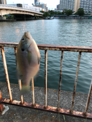 ウナギ狙いで、、