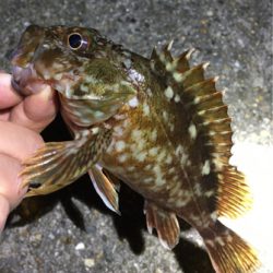 ボトルでガシラ狙い