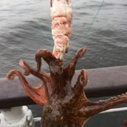 コスモで初タコ