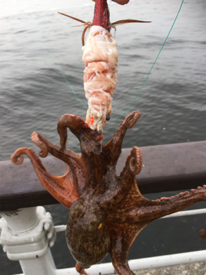 コスモで初タコ